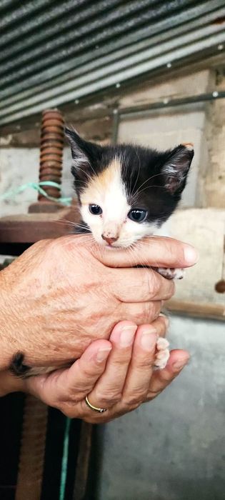 Gatinhos bebés para adoção