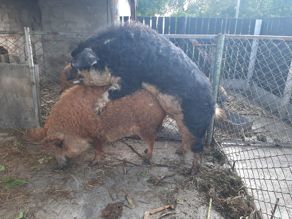Поросята Венгерської Мангалиці