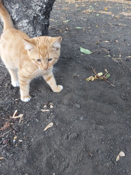 Рижулька  в найкращу сім'ю