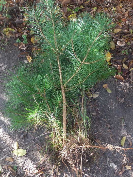 Сосна самшит гібіскус