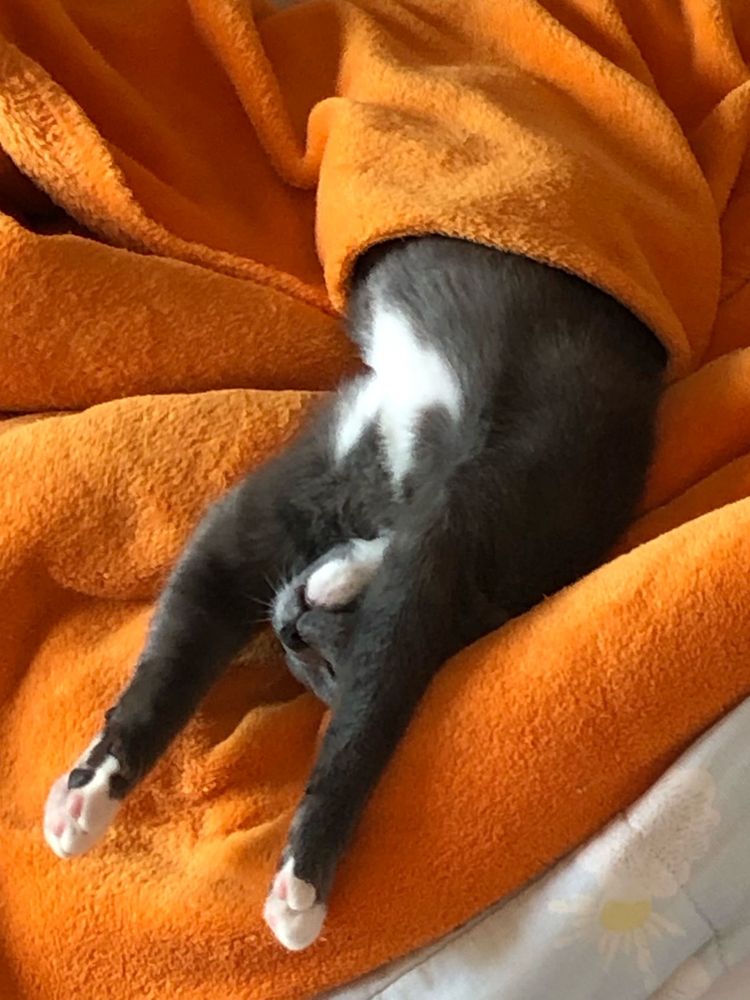 Gatinhos para adoção CONJUNTA
