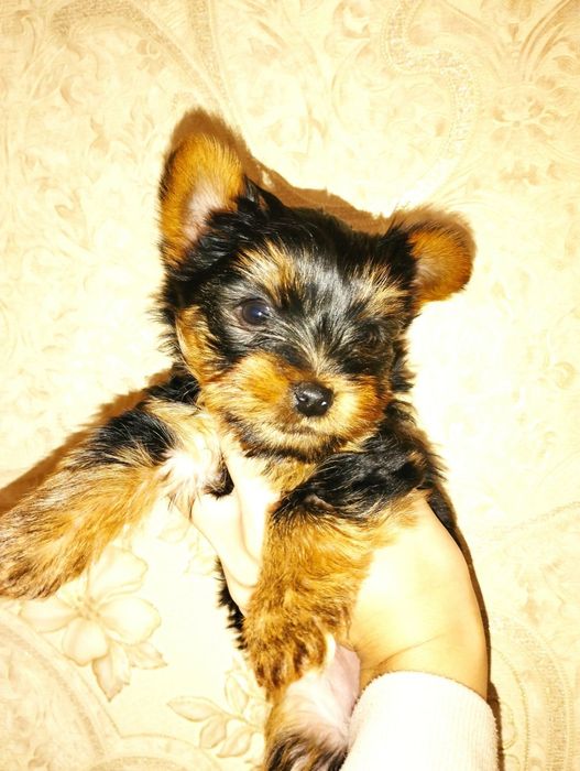 Міні йоркширський терьєр,йорочки