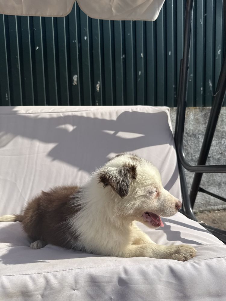 Border collie Castanho