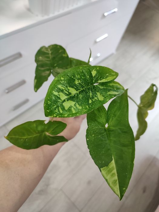 Сингониум Панда, сінгоніум Панда, Syngonium Panda