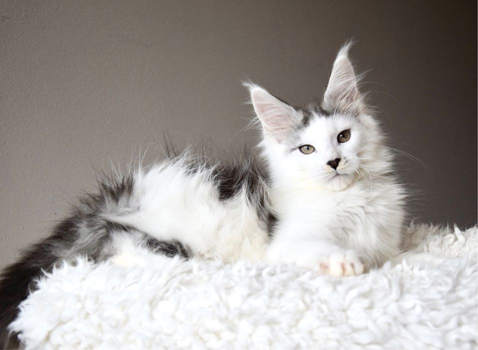 Wyjątkowy kocurek maine coon, rodowód FPL