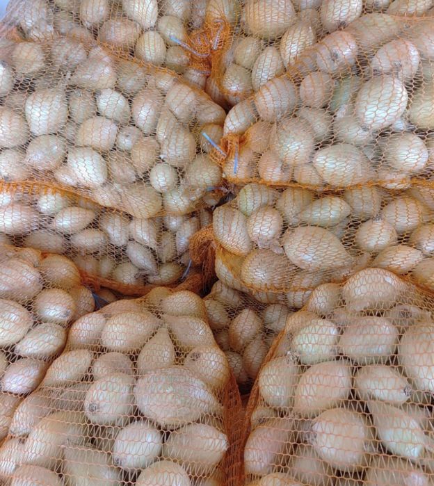 Cebula cukrowa 15 kg