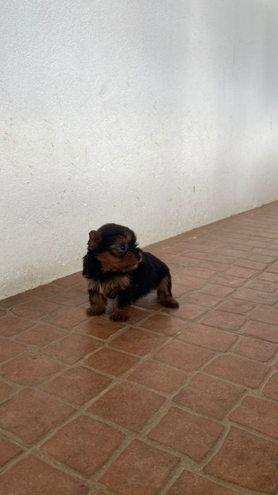 Yorkshire ( macho miniatura)