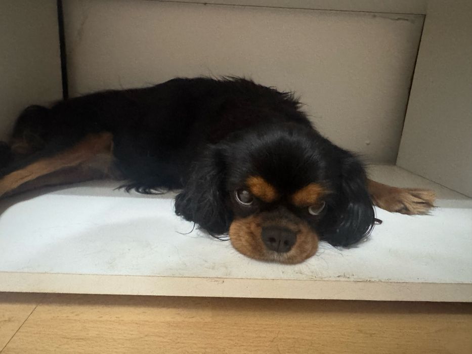 Cavailer king charles suczka do odbioru