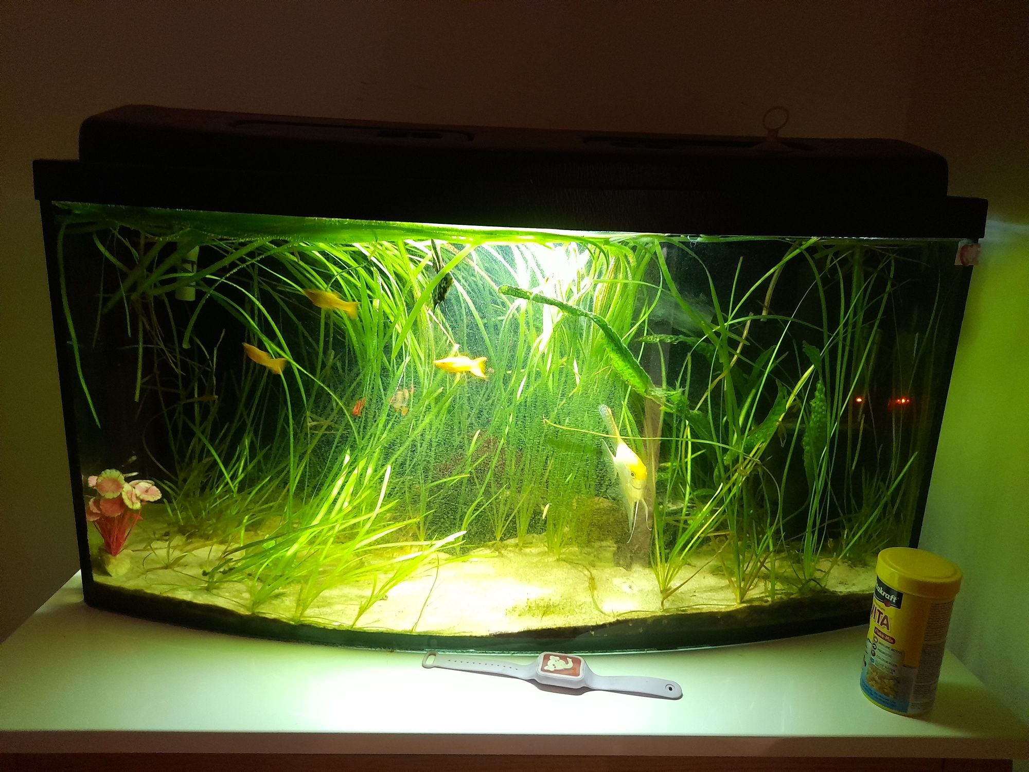 Akwarium + oświetlenie  84cm dlugosc 40cm wysokosc, 35cm szerokość.