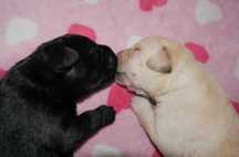 Labrador retriever - czarny / biszkoptowy szczeniaczek