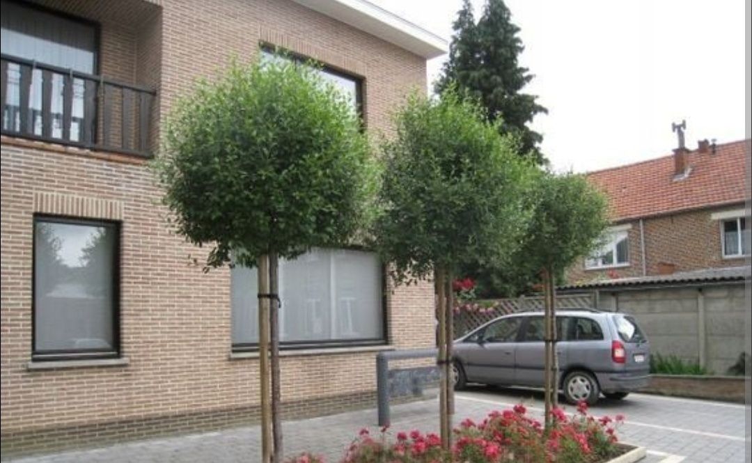 Wiśnia umbraculifera 200 cm kiku shidare zakura na pniu