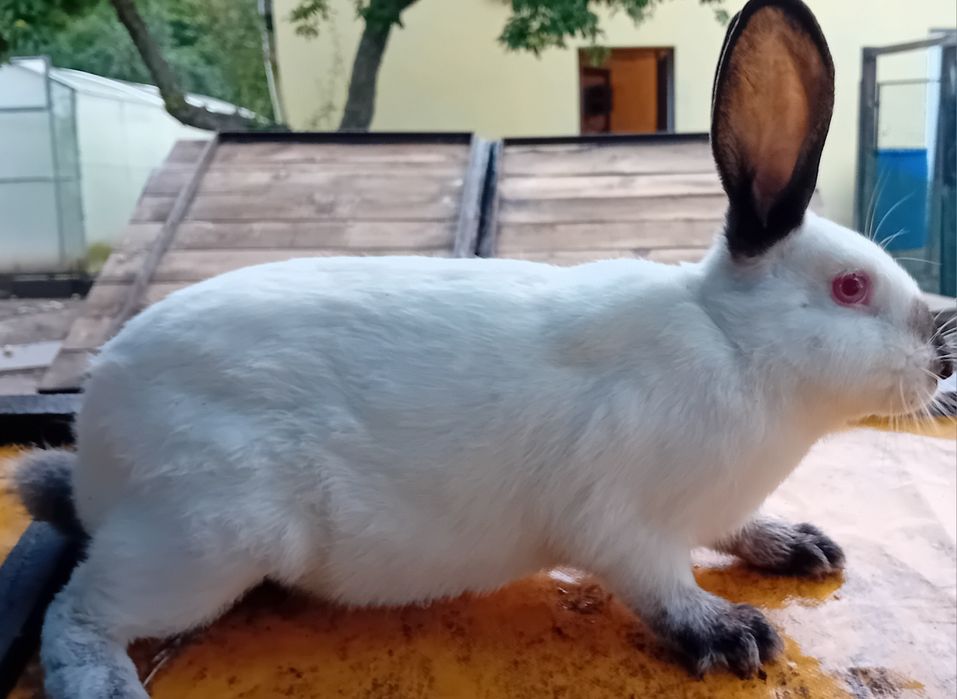 Króliki kalifornijskie KC rasowe