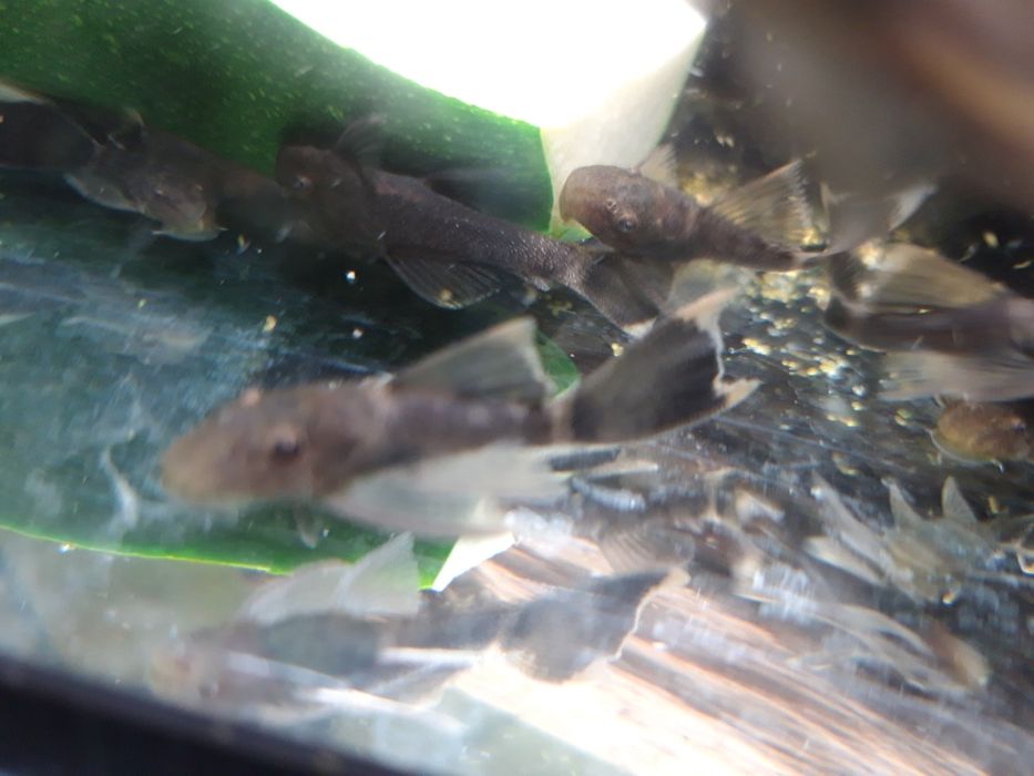 SUPER CENA Zbrojniki glonojad ancistrus green dragon LF ZIELONY SMOK