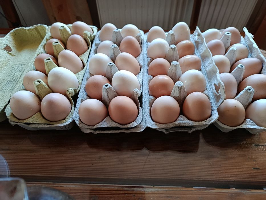 Jajka od kur z wolnego wybiegu