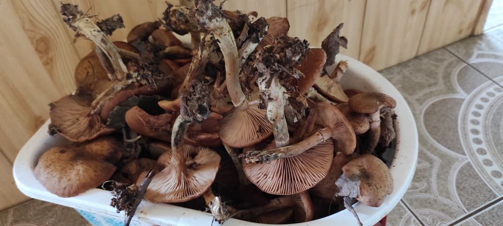 Grzyby opieńki, nasienne