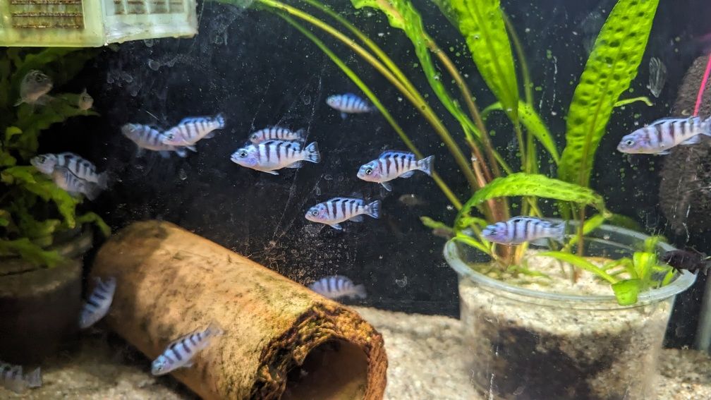 Metriaclima Lombardoi 3-4cm