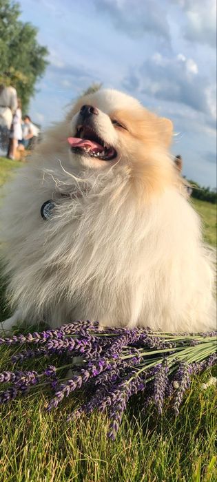 Померанський шпіц для в'язки