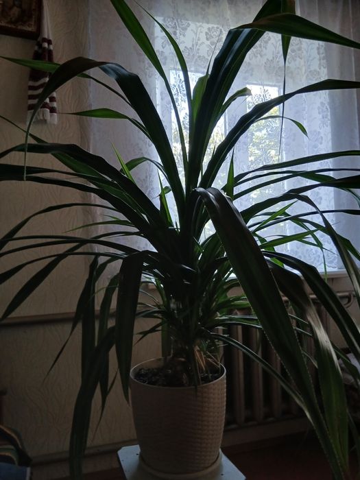 Юка  кімнатна  вік  10 років