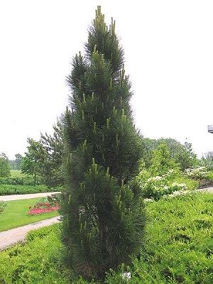 pinus nigra Molette sosna czarna Molette 40-50cm