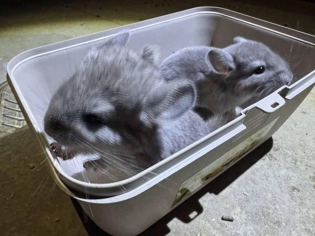 Szynszyl chinchilla fiolet samiec i samiczka młode