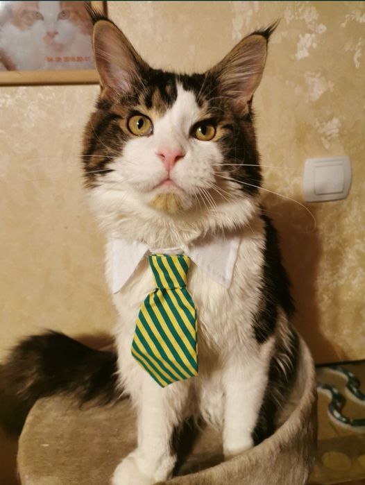 В'язка Мейн кун Львів