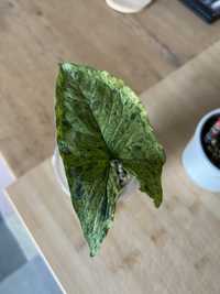 Sungonium mottled mojito