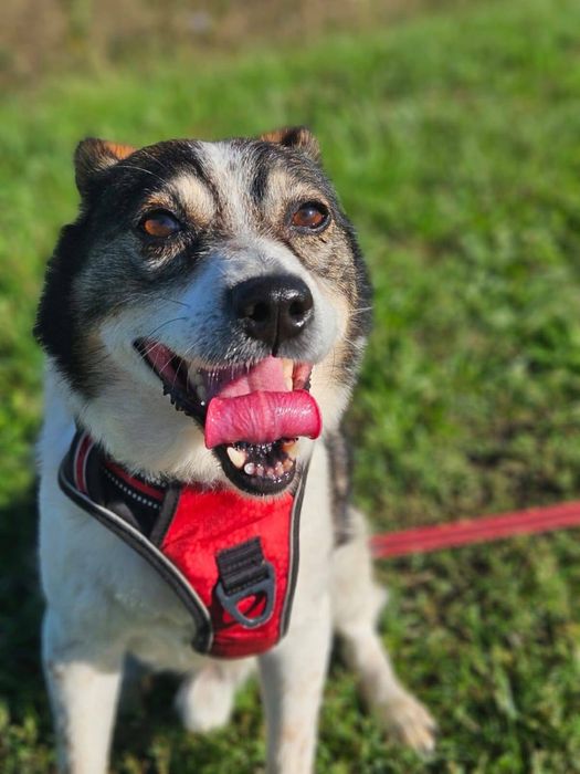 Tołdi – wesoły, bezkonfliktowy psiak szuka domu!  Adopcja