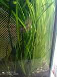 do sprzedania vallisneria długość  od 50 cm