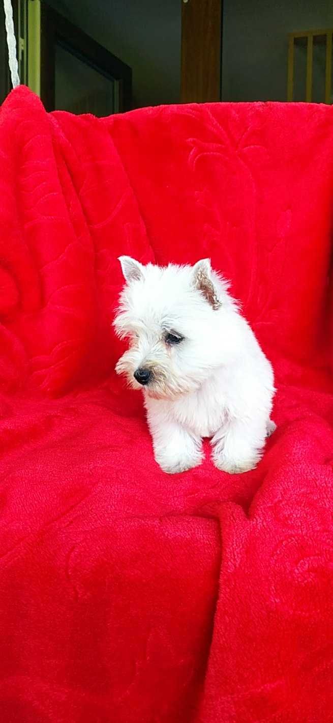 West Highland White Terrier