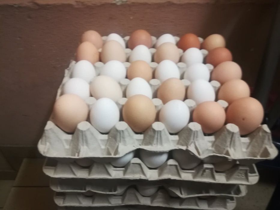 Najlepsze jaja wiejskie z dowozem GRATIS do WWA i okolic FV