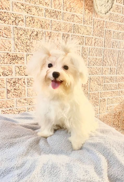 Чарівна міні мальтезе