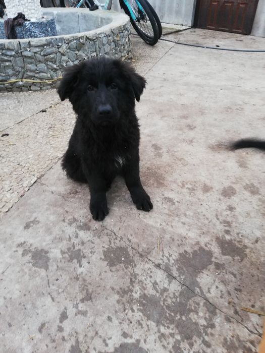 Sprzedam szczeniaka owczarka niemieckiego długowłosego