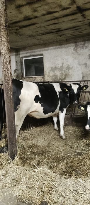 Dwie jałówki cielne