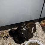 Świnka morska, cavia domowa Gruby Kocur