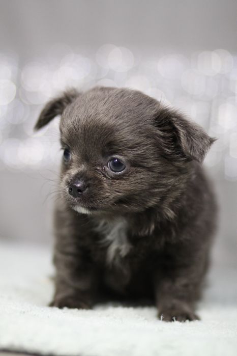 ***Chihuahua długowłosa blue niebieski**