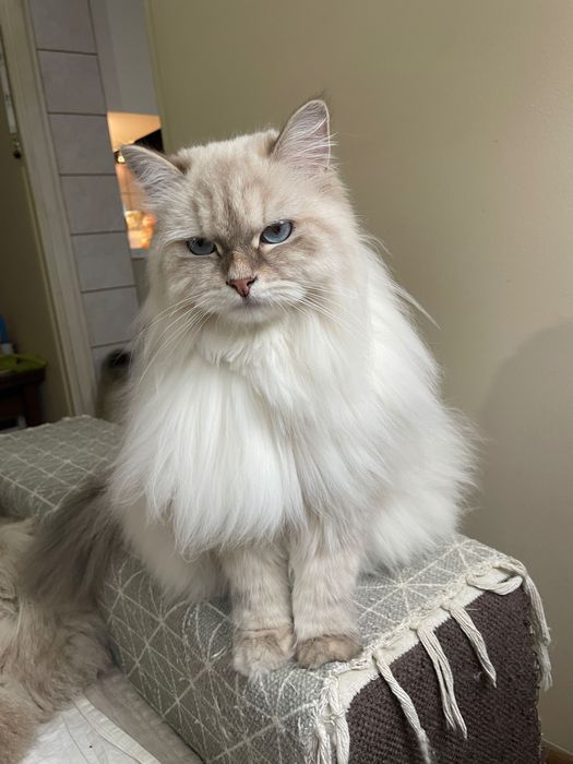 Kocurek Neva Masquerade FPL