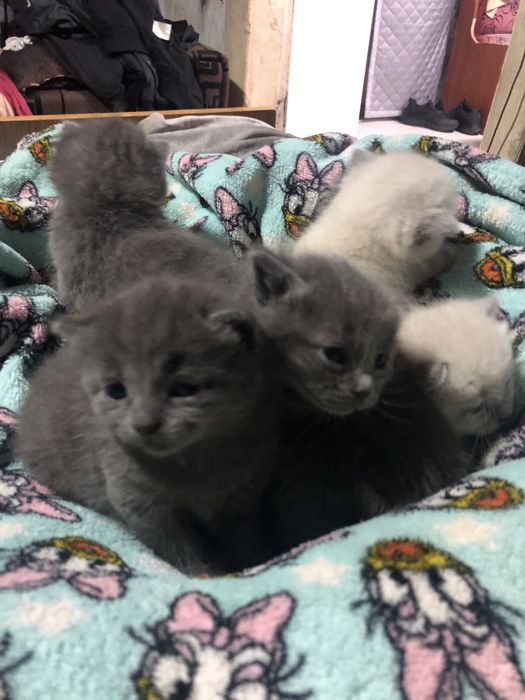 Отдам котят, мама шотландка, папа сиамский) котята рождены 19 . 10.