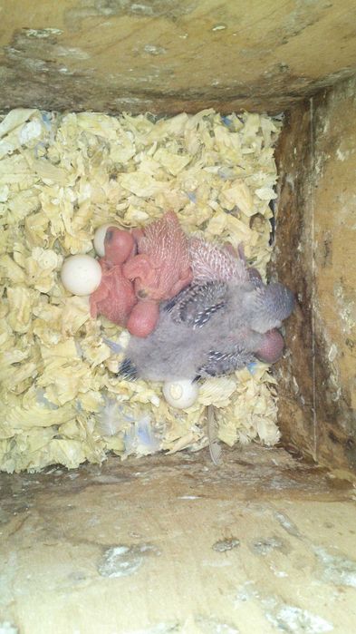 papugi faliste śliczne kolorowe inne