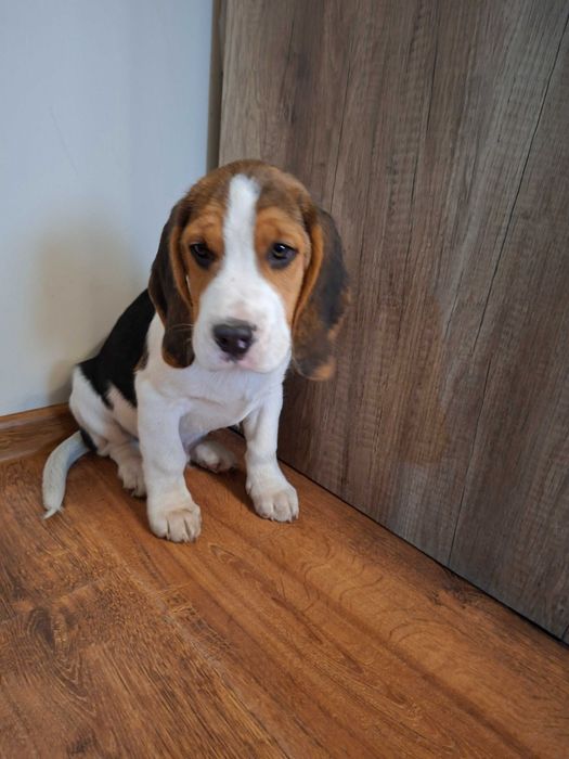 Sprzedam pieska rasy  Beagiel