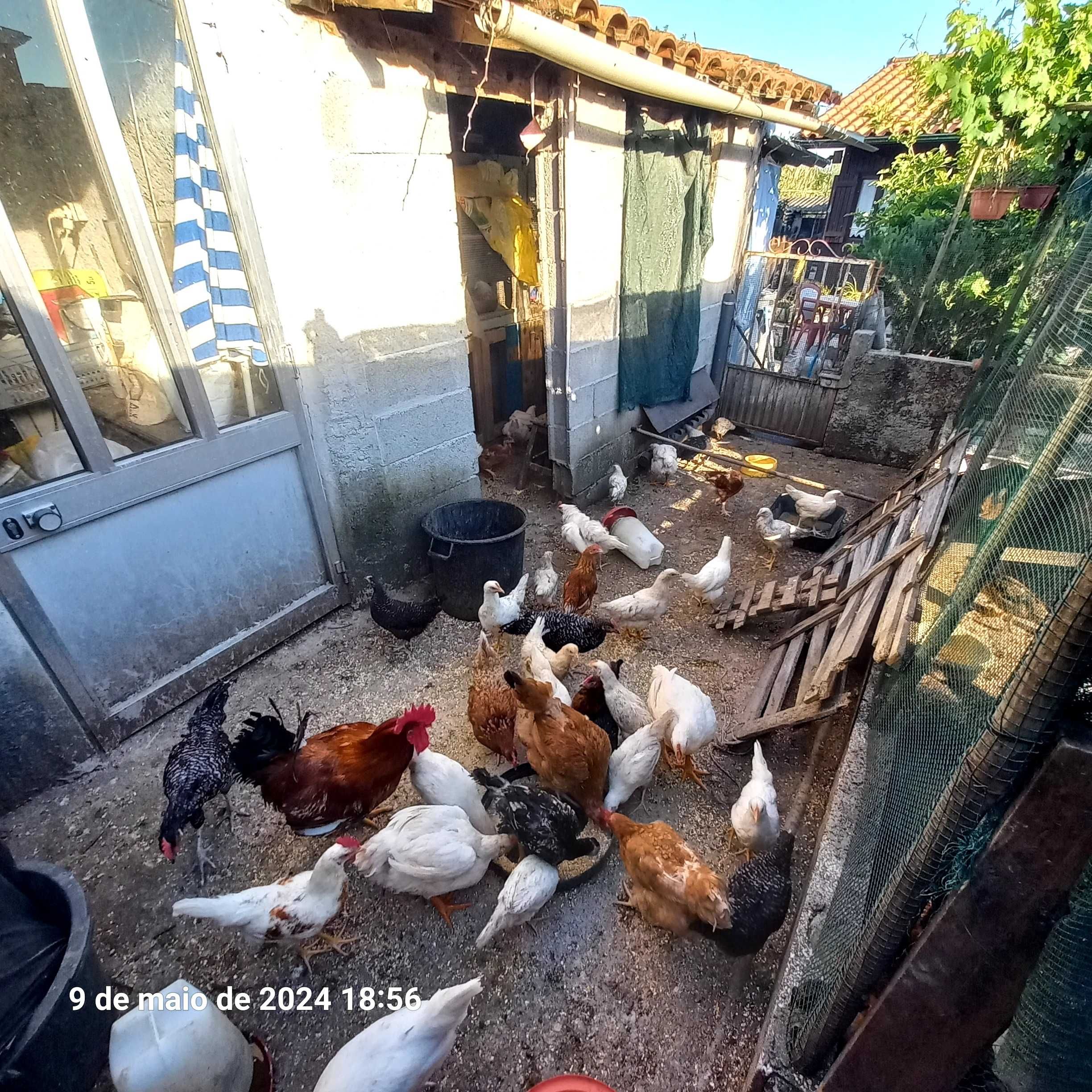 Vendo galinhas e galos sem raça defenida