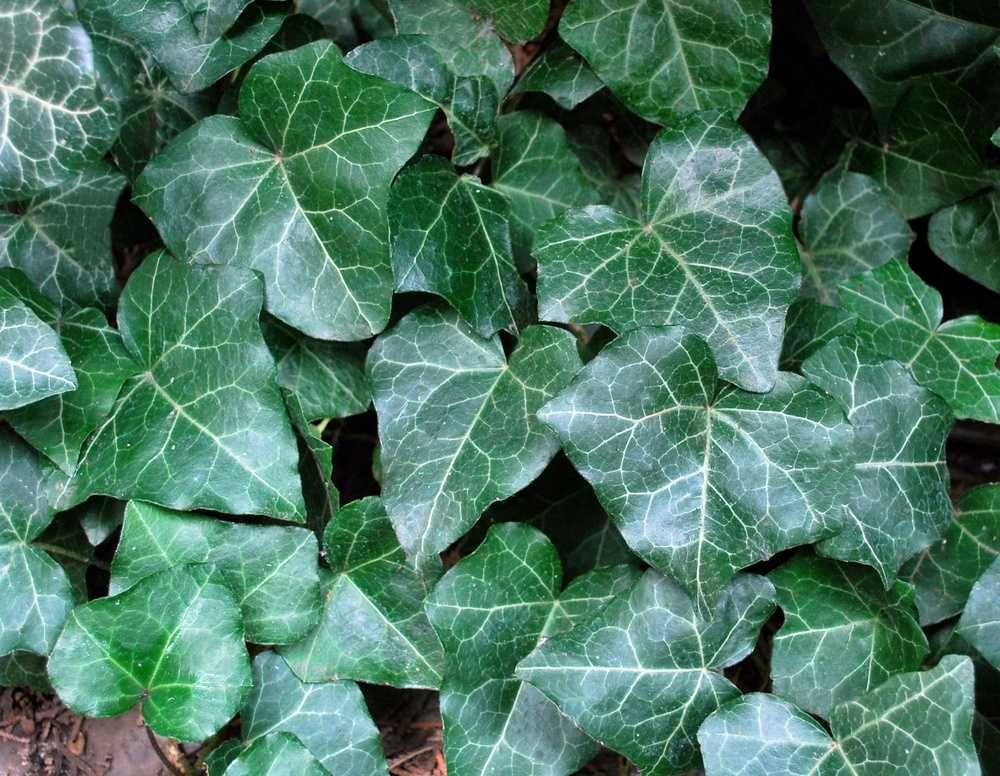 Bluszcz Pospolity 'Woerner' - Hedera Helix