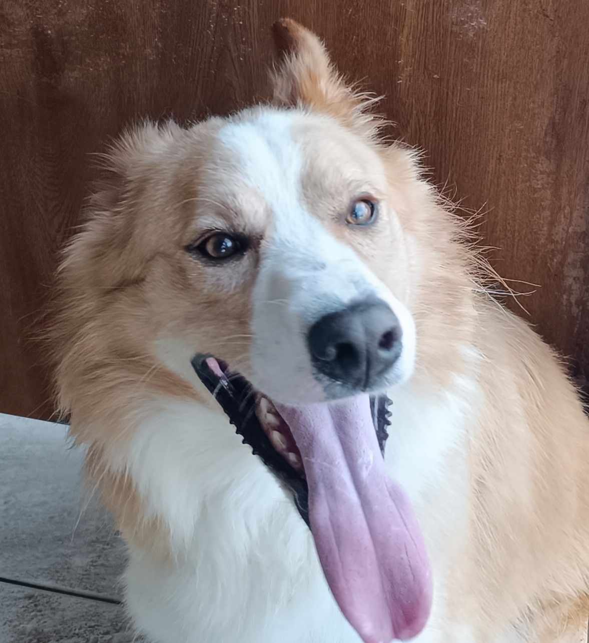 Border collie (macho)