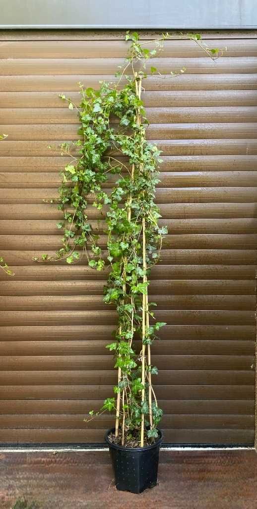 Bluszcz hedera helix 250-300 cm w dużych donicach kępa