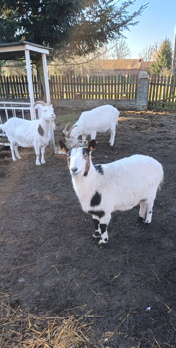 Likwidacja hodowli kózki, kozy