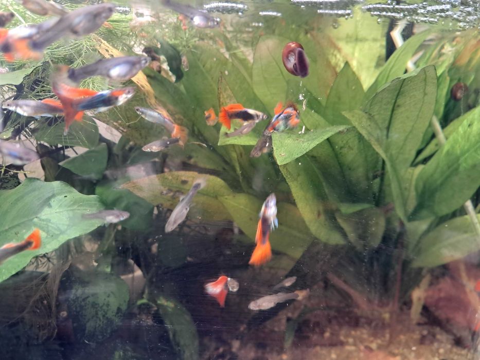 Guppies dumbo trio
