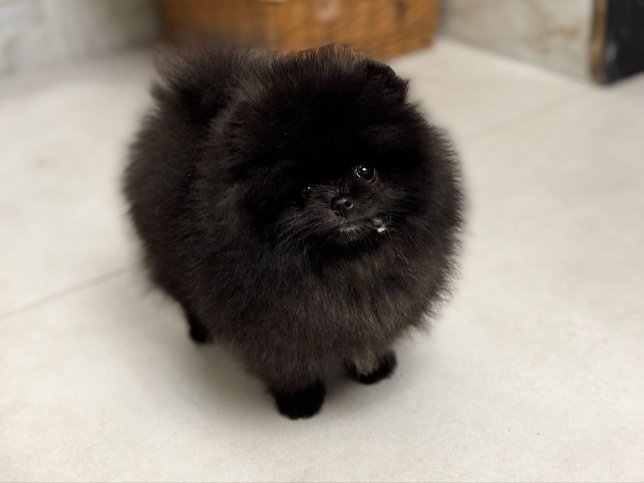 Szpic miniaturowy pomeranian
