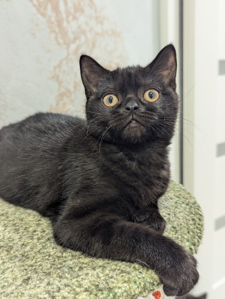 Шотландський котик