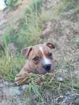 Amstaff kremowa suczka