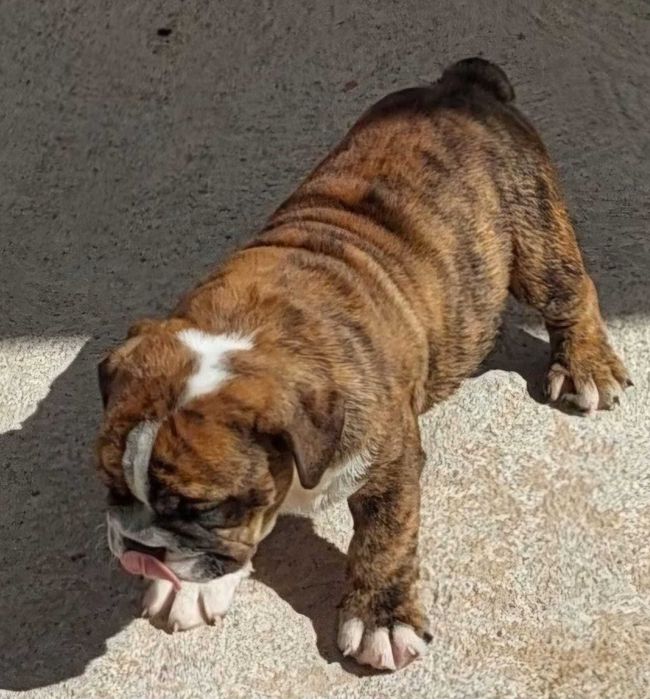 bulldog. inglês ingles