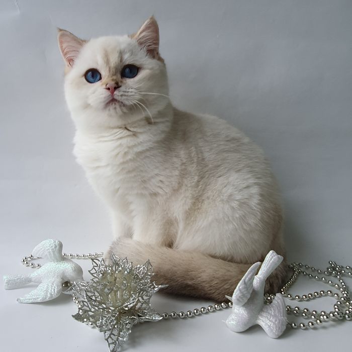 Котик непоседа, веселый, озорной, шустрый. Породистые котята, котенок